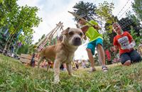 The Summer in Samobor