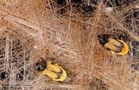 Rutil-venerina kosa, Kremen prozirac, Minas Gerais, Brazil - Eulasia (Eulasia) arctos martes (Frivaldszky, 1845), Gaza, Pčinja, Makedonija