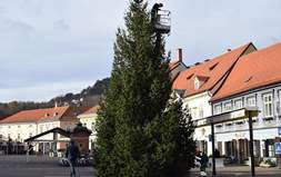 Postavljen bor na Trgu