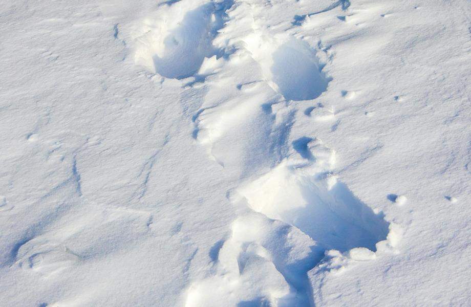 David Jurić - Myosotis