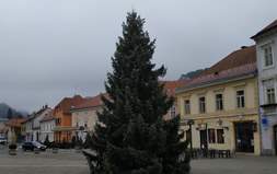 Postavljen bor na Trg kralja Tomislava