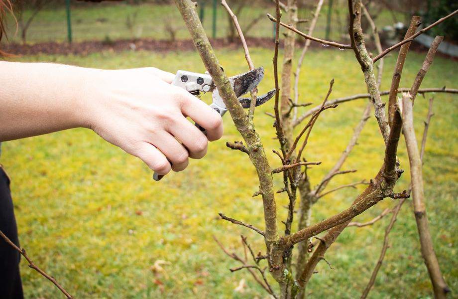 Poziv na demonstraciju rezidbe voćaka