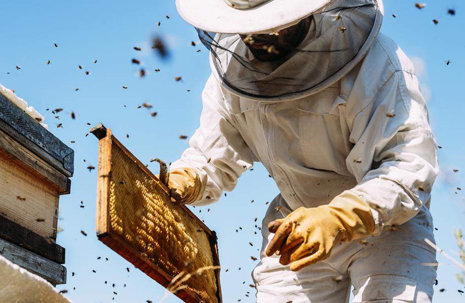 Osposobljavanje za pčelara/pčelaricu