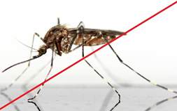 6. larvicidni tretman suzbijanja komaraca