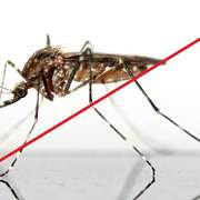 2. larvicidni tretman suzbijanja komaraca