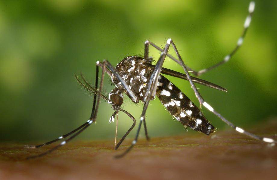 Suzbijaju se komarci uz potoke i vode stajačice