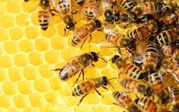Utjecaj klimatskih promjena na pčele i bio-raznolikost