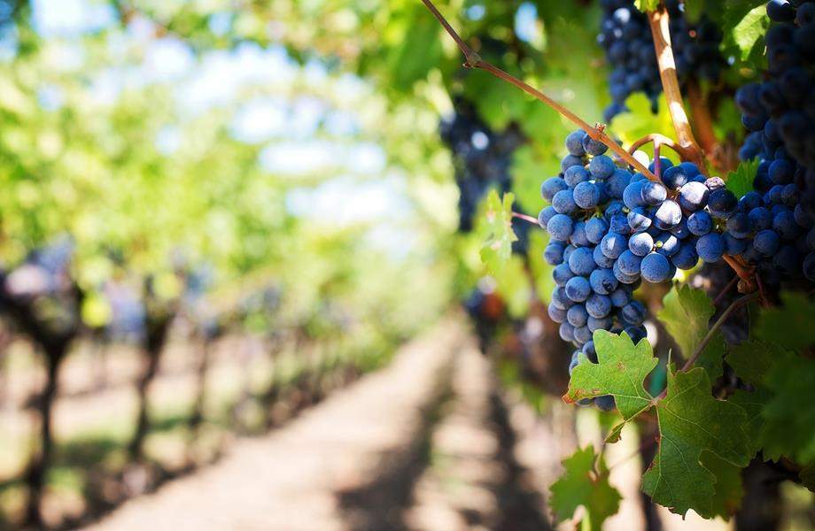 Kako pravilno orezivati voćke i vinovu lozu?