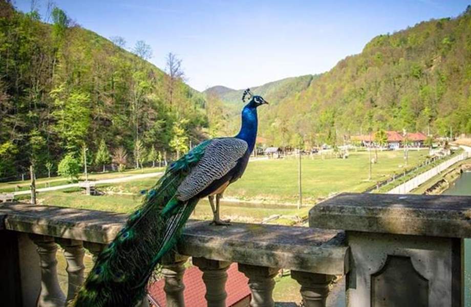 Izletište Restoran Divlje vode