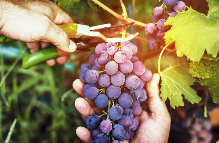 Ekološka proizvodnja voća